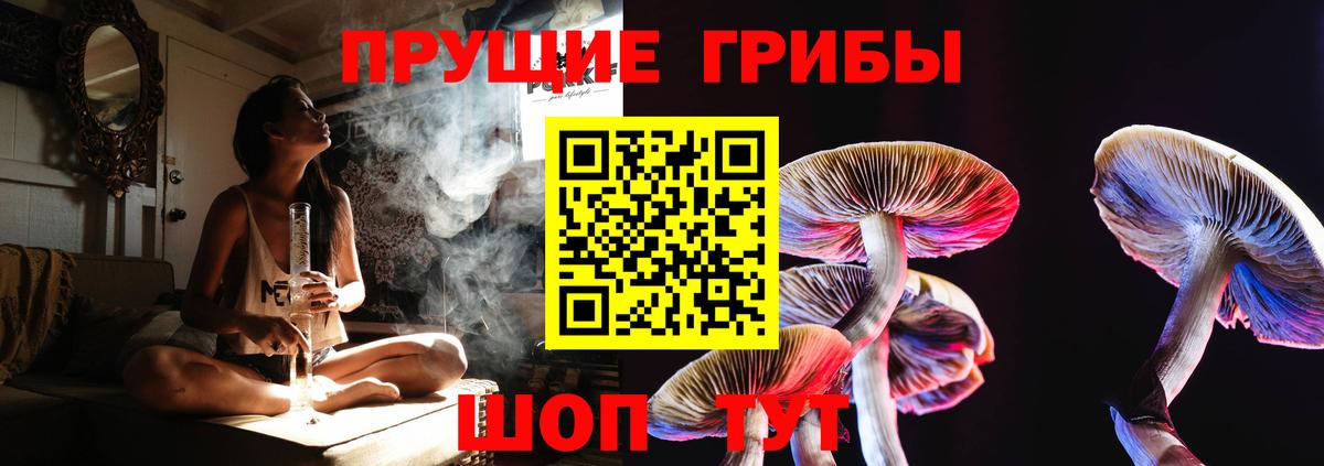 Псилоцибиновые грибы Psilocybine cubensis Пугачёв